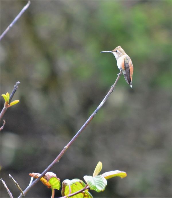 Rufous Hummingbird...
