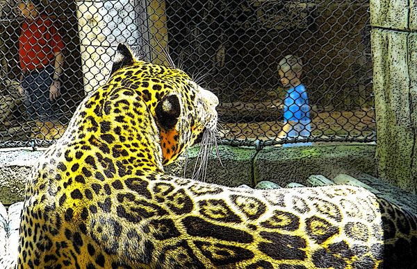 leopard, Akron zoo...