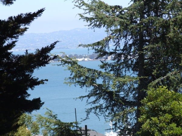through the trees to Alcatraz SF CA...