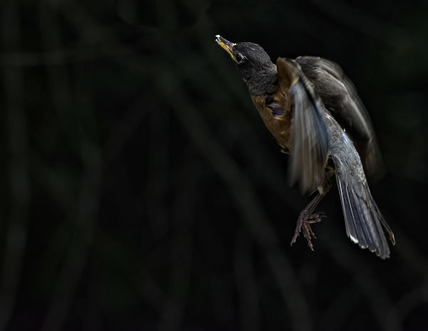 Robin on his way to suite feeder....