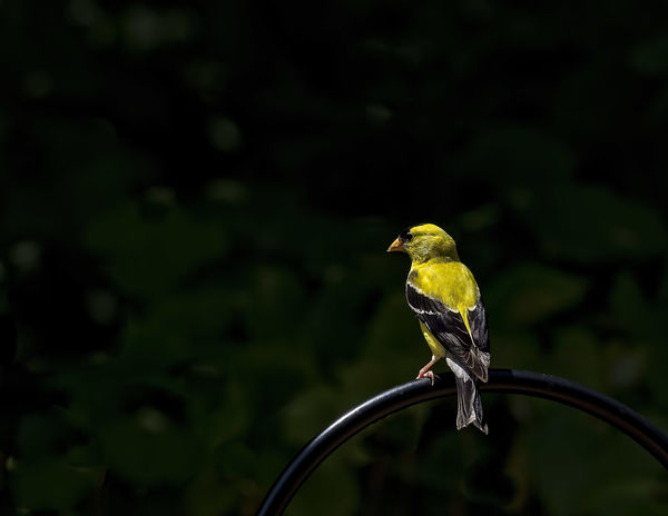 American Goldfinch sitting pretty....