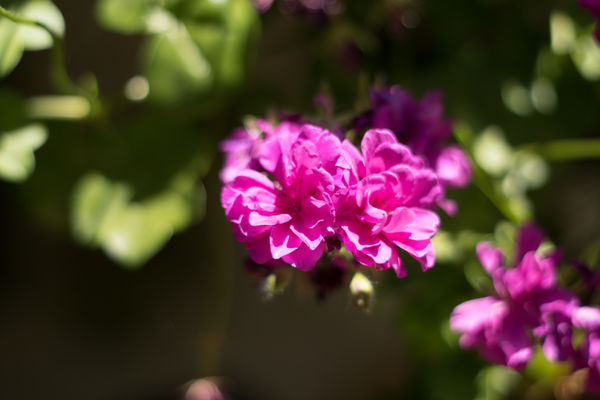 f1.7 image with lots of blooming...