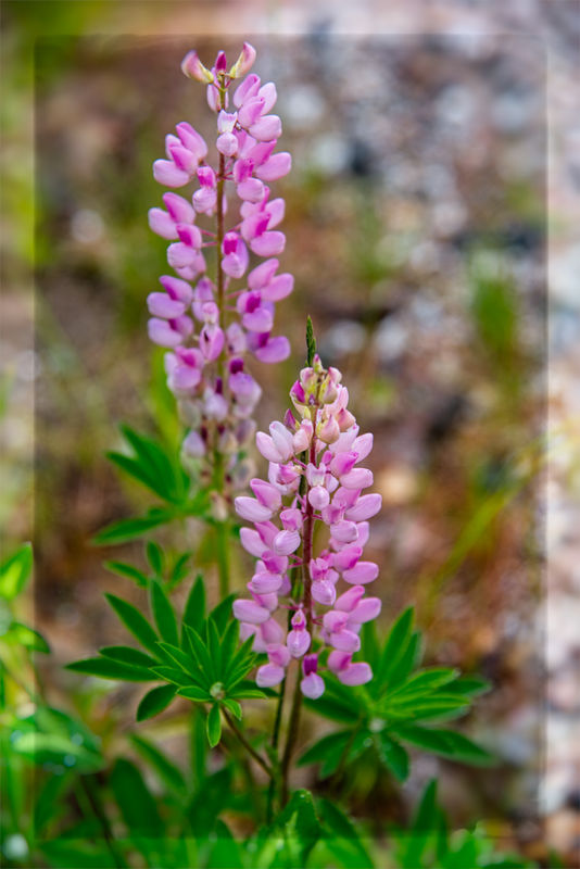 Like lupines  - it was pouring buckets when I took...