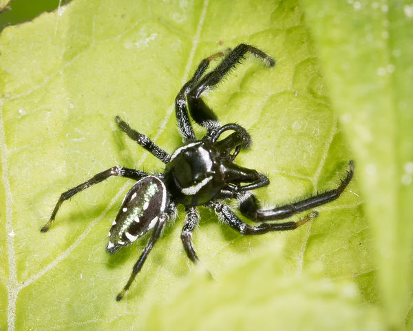 Emerald Jumping Spiders