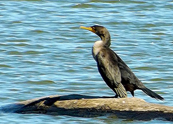 cormorant at Sandy Ridge Res....
