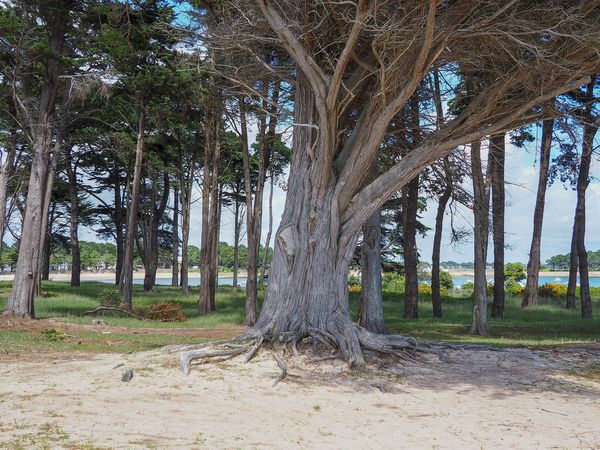 Old Trees behind the Beach...