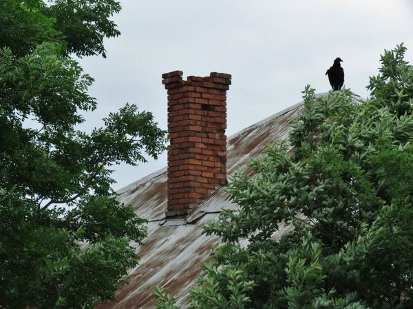 vulture on a roof...