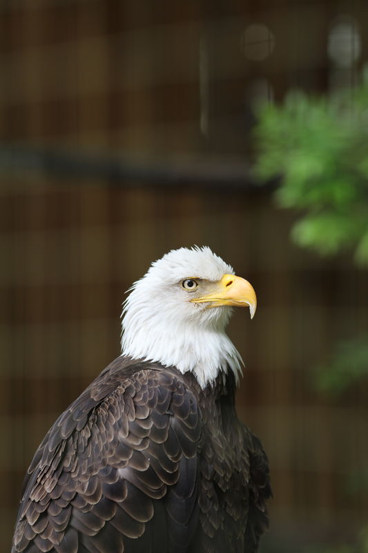 Eagle shot behind a fence...