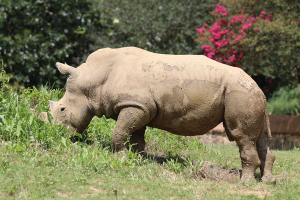 Mike the Rhino...