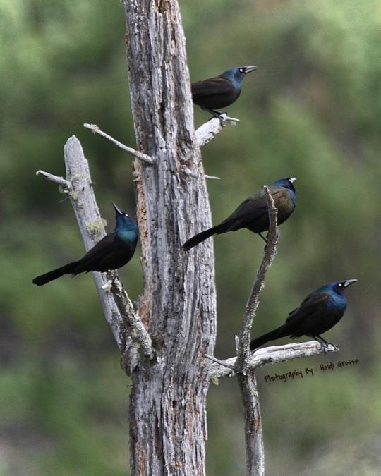 Just love all their colors "Common Grackles"...