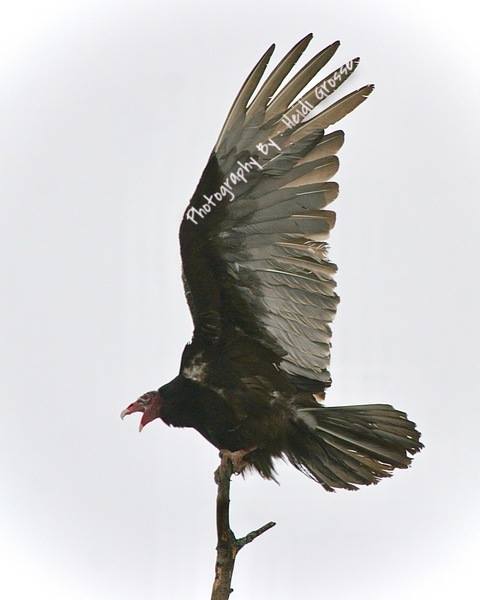 Turkey Vulture...