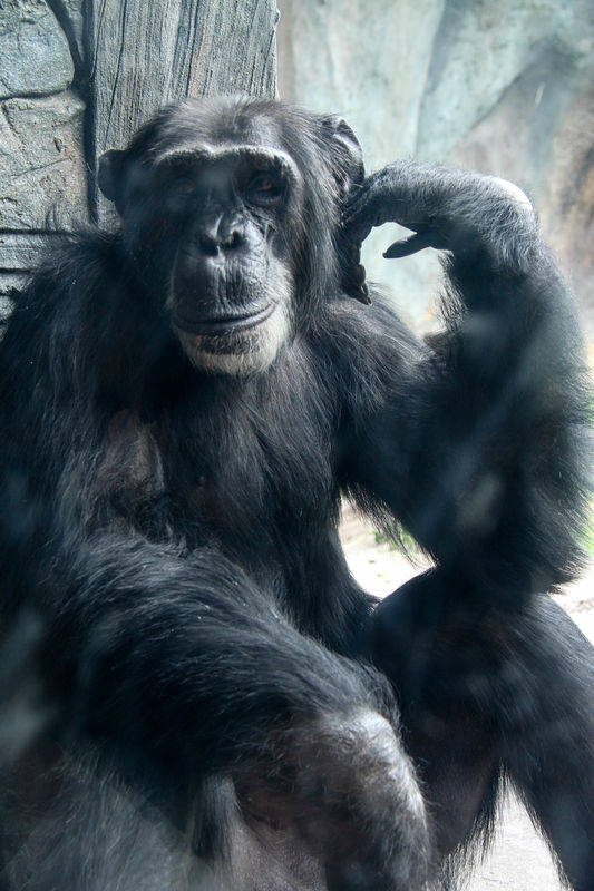 #7  Chimpanzee, shot through glass...