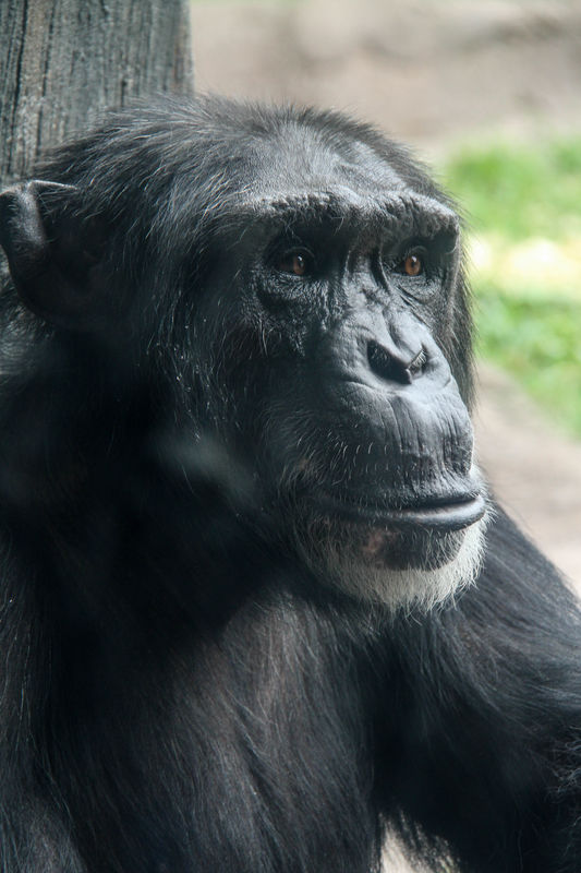 #8  Chimpanzee...