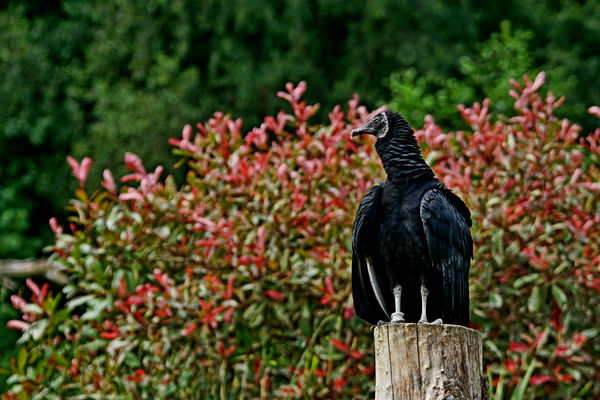 Black vulture 1...