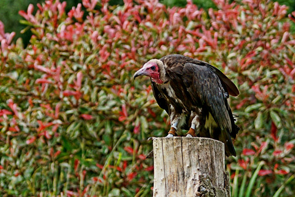 Hooded Vulture 1...
