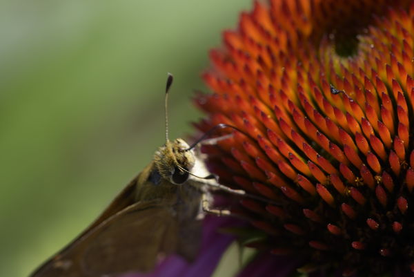 Pelopidas Butterfly? on a Cone Flower...