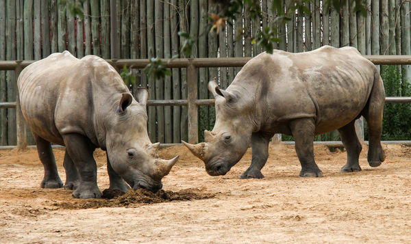 #2  Rhino pair.  They were constantly holding thei...