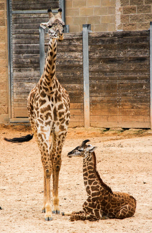 #3  Mama giraffe and baby....