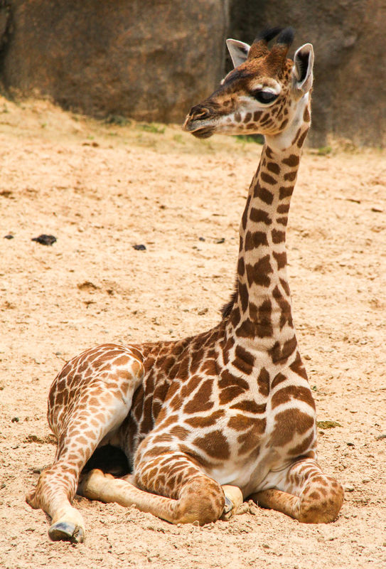#4 Juvie giraffe.  The term for a giraffe baby is ...