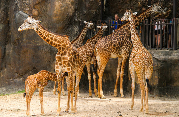 #5  Strangely enough, a group of giraffes is calle...