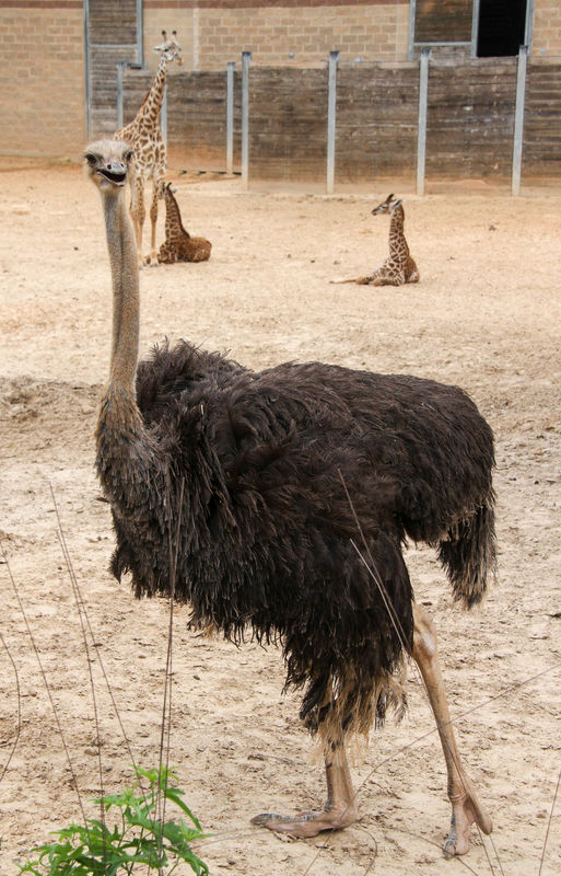 #6  Ostrich.  Apparently ostriches and giraffes ca...