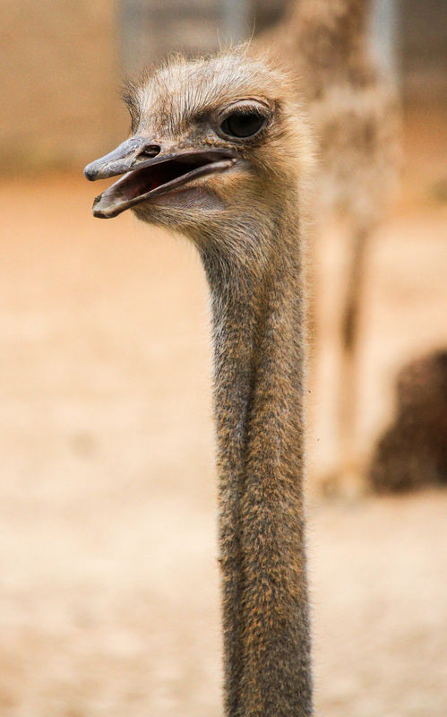#7  Ostrich headshot.  This will likely be the ext...