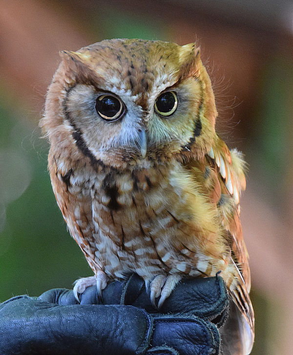 Screech Owl in Rescue Habitat...