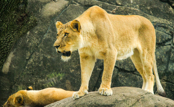#2  Female lion (lioness)...