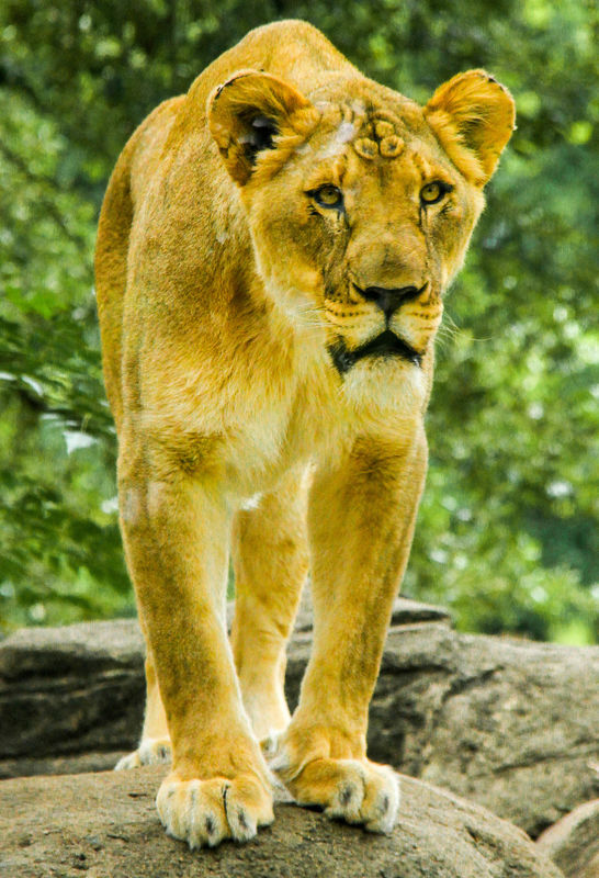 #3  Lioness...