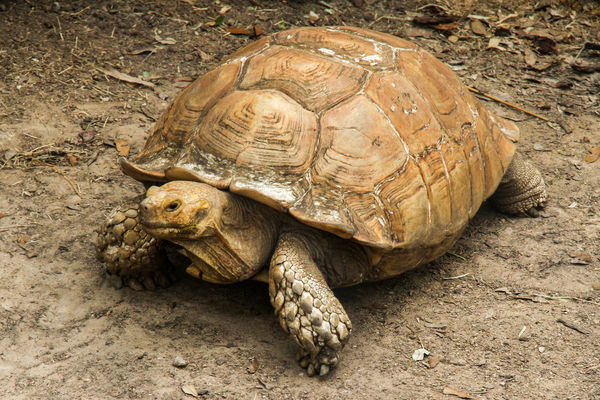 #4  African tortoise...