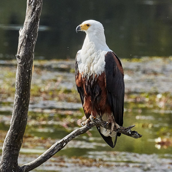 African fish eagle...