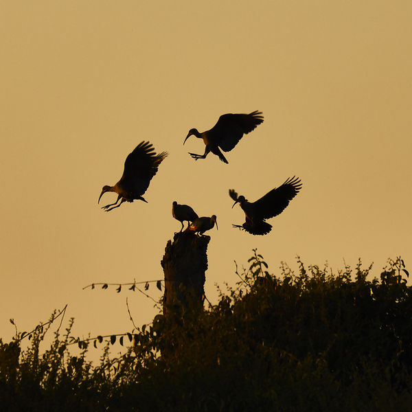 Hadada ibis squabbling over a perch at dusk...