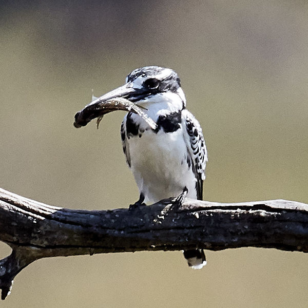 Pied kingfisher with his breakfast this morning...