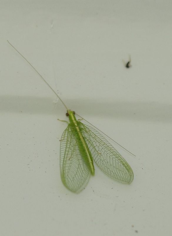 Green Lacewing...