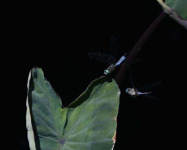 Blue Darter Dragonflies...
