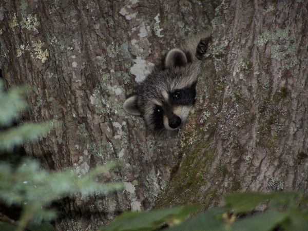 I saw this little guy run behind a tree so I waite...