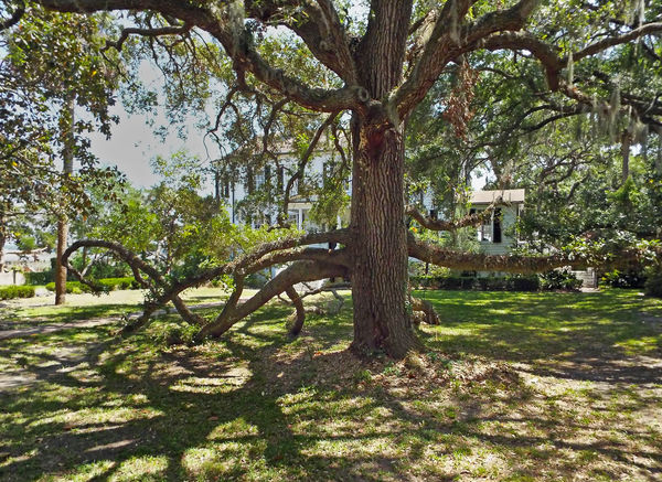 Mutant Oak Tree...