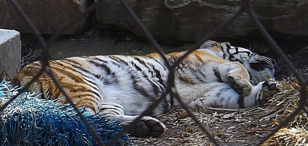 amur tigers at Cleveland's zoo...