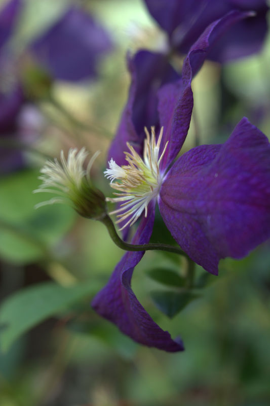 Clematis (I think!)...