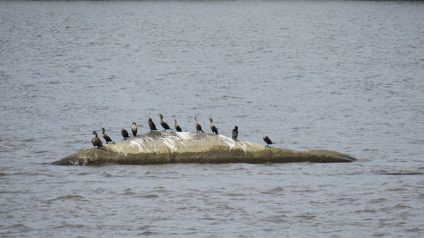 Ducks sunning themselves on the Hudson River....