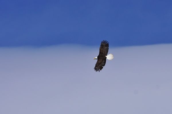 Bald Eagle, the Image of Freedom, soaring over Elm...