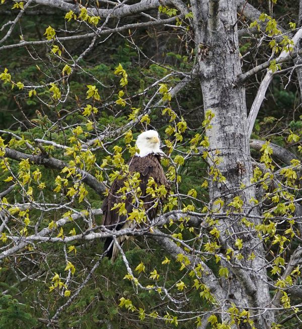 Bald Eagle wet & frumpy near the Seward Highway, A...