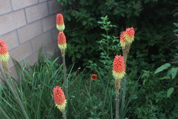 Red hot pokers and a galliardia...