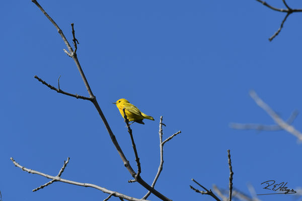 Yellow Warbler...