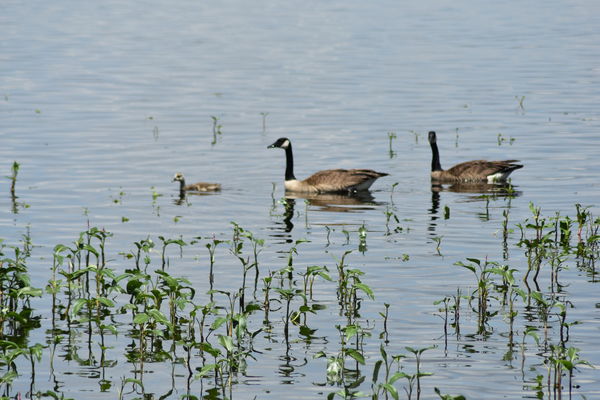 Goose Family...