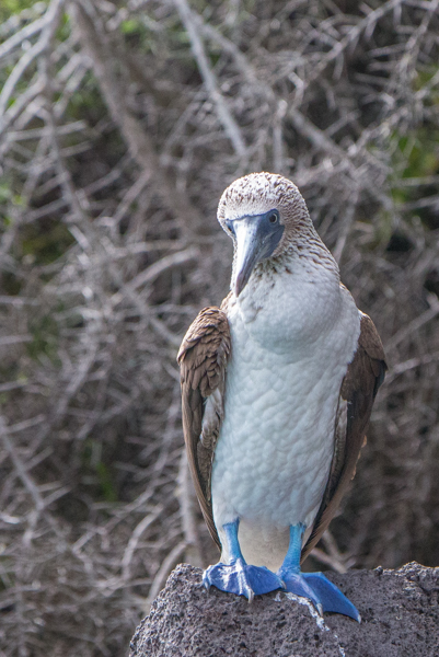 Blue Footed Booby 300mm f2.8 Prime with 2X extende...