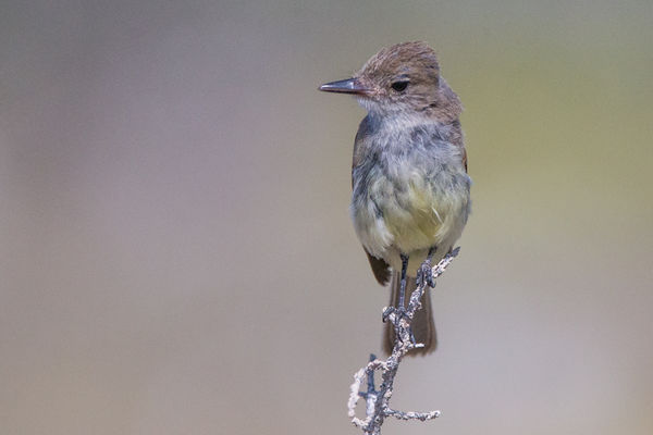 Galapagos flycatcher  300mm f2.8 Prime with 2X ext...