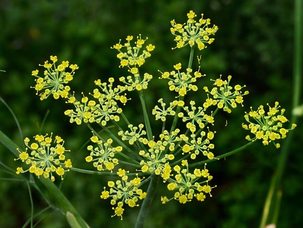 Fennel Blossom...