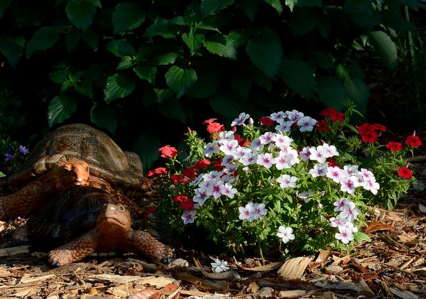 My very slow moving turtles next to a Phlox in blo...