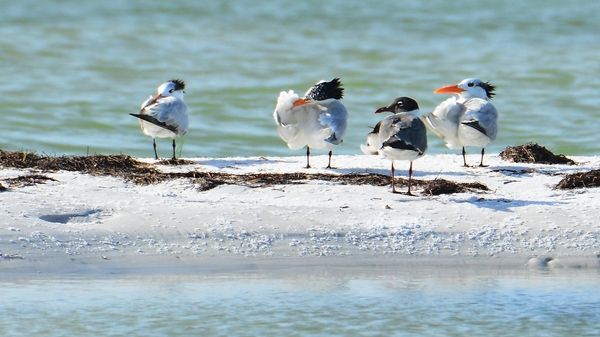 Royal Terns and a Laughing Gull...